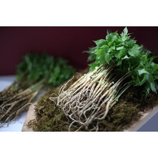 새싹삼 차원이 다른 상품 – Top5