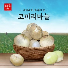 코끼리마늘 시즌별 추천 아이템 – Top5