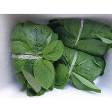 생콩잎 가장 실용적인 아이템 – Top5