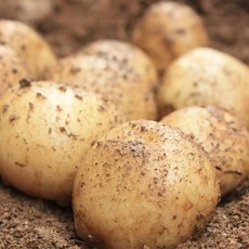 감자5kg 세상에 하나뿐인 아이템 – Top5