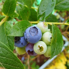 블루베리1kg 라이프스타일을 바꿔줄 상품 – Top5