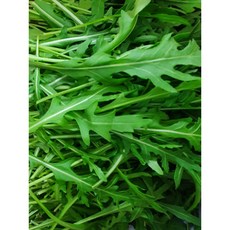 와일드루꼴라 이번 달 가장 인기 있는 상품 추천 – Top5