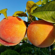 황도복숭아 당신을 위한 특별한 선택, 이 아이템 – Top5