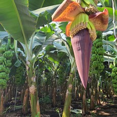 바나나 당신의 생활을 풍요롭게 할 제품 – Top5