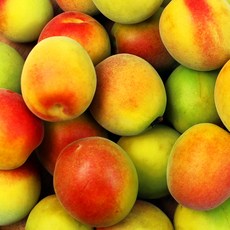 남고매실 아름다운 디자인의 상품 – Top5