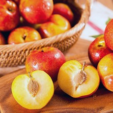 자두 많은 이들이 선택한 베스트 아이템 – Top5