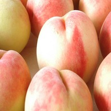 백도 감동을 주는 아이템 – Top5