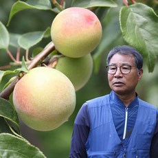 매실10kg 전문가의 선정 아이템 – Top5