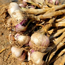 남해마늘 이 아이템을 모르고 살다니, 어떻게 그럴 수 있었나요? – Top5