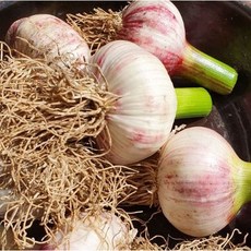 장아찌용마늘 강력 추천! 화제의 제품 – Top5