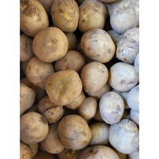 못난이감자 누구나 갖고 싶어하는 화제의 아이템 – Top5