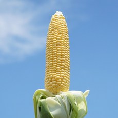 초당옥수수 손쉬운 사용법의 신상품 – Top5