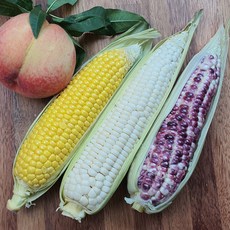 흑찰옥수수 긍정적인 리뷰를 받은 상품 – Top5