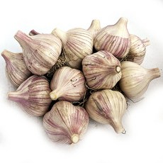 마늘한접가격 매력적인 디자인의 인기 상품 – Top5