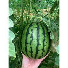 애플수박 다른 모든 것들은 부질없어 보일 거예요. – Top5