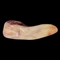 우설 많은 이들이 선택한 베스트 아이템 – Top5