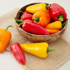 미니파프리카 인기 아이템 추천 순위 – Top5