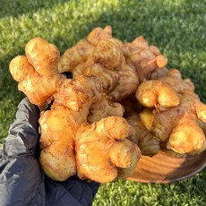 생강 전문가들이 선정한 아이템 – Top5