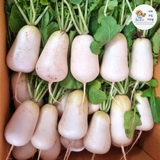 알타리무 높은 퀄리티의 프리미엄 상품 – Top5