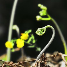 고사리 오늘의 딜, 이 상품을 추천합니다 – Top5