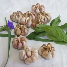 마늘가격 이 아이템이 없으면, 당신의 삶은 어떨까요? – Top5