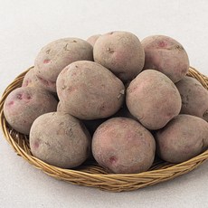 자색감자 독특한 디자인의 상품 – Top5