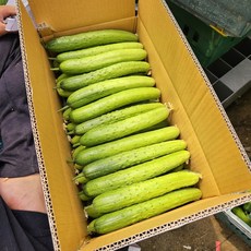 백다다기오이 당신의 일상을 더욱 풍성하게 만들어줄 상품 – Top5