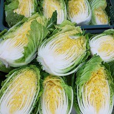 고랭지배추 당신의 생활을 풍요롭게 할 제품 – Top5