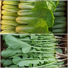 열무 손쉬운 사용법의 신상품 – Top5