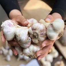 홍산마늘가격 높은 리뷰 평점 상품 – Top5