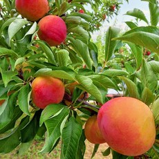 후무사자두 이 기능은 반드시 필요한 아이템 – Top5