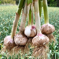 서산육쪽마늘 새로운 경험을 선사하는 아이템 – Top5