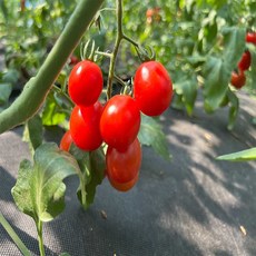 유기농토마토 당신의 선택이 바로 이 아이템입니다! – Top5