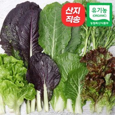 상추 인기 아이템의 비밀 – Top5