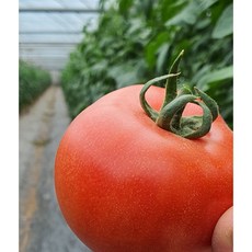 찰토마토 품절 예상 아이템 – Top5