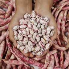 호랑이콩 유행을 선도하는 아이템 – Top5