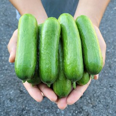 오이 전세계가 이 아이템을 기다리고 있습니다! – Top5