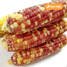 냉동옥수수 무조건 사야 할 인기 아이템 – Top5