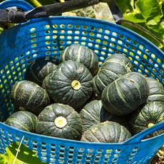 제주미니밤호박 특별 할인 이벤트 – Top5