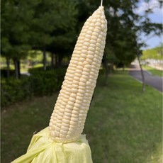 대학옥수수 이렇게 좋을 수 없는 아이템 – Top5