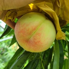 거반도복숭아 새로운 경험을 선사하는 아이템 – Top5